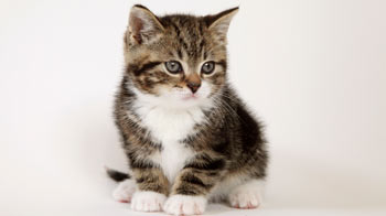 pets at home cats for sale