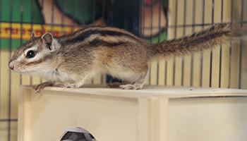 chipmunk inside cage