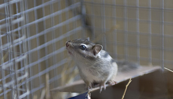 Chipmunk looking out of cage © RSPCA