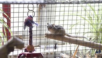 Pet chipmunk in cage with hanging rope toy