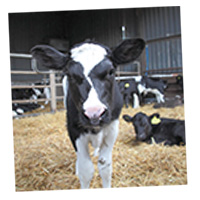 Calf close up to camera