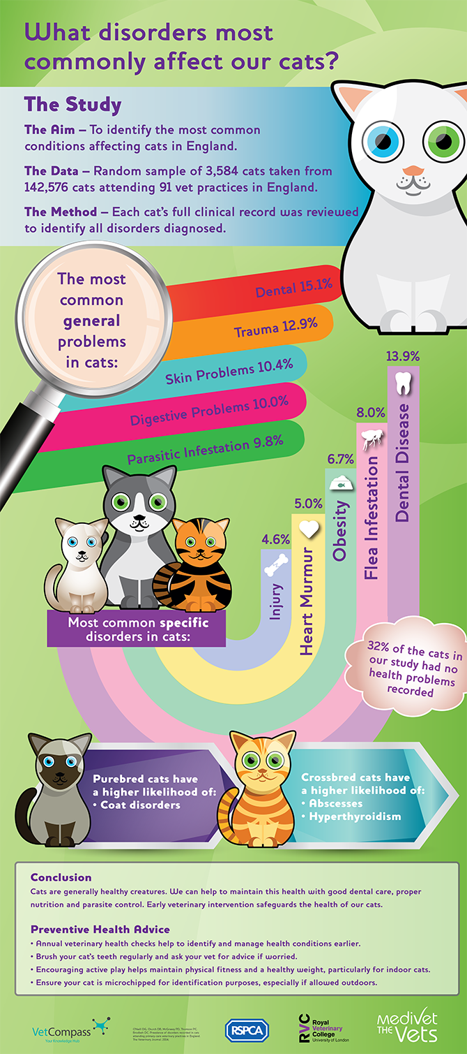 Common cat illnesses infographic 