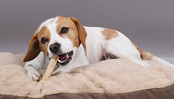 best dog teeth cleaning products uk
