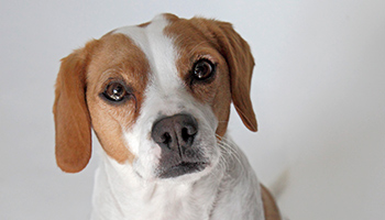 studio shot of dog looking up at the camera