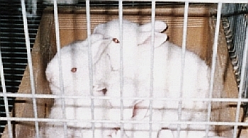 caged white rabbits © RSPCA