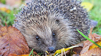 Hedgehog in autumn leaves