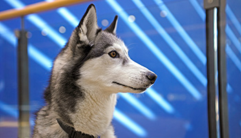 Huskies Buying A Husky Puppy Rspca