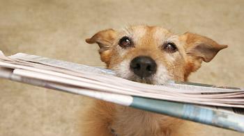 dog with a newspaper collected in their mouth