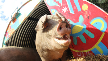 pig in colourful ark © RSPCA