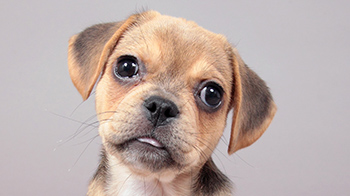 close-up of puppy's face © RSPCA