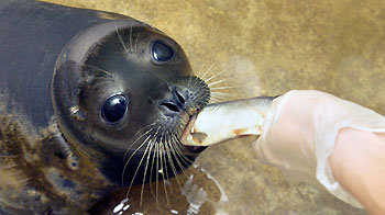 seal being hand fed fish © RSPCA
