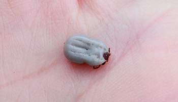 Top 20+ how to get rid of ticks on dogs 1 Ticks on dogs and cats