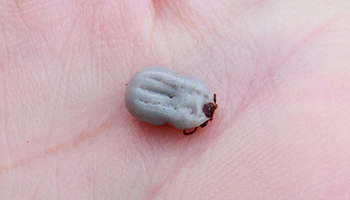swollen up tick in palm of hand © RSPCA