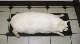 Obese Jack Russell terrier lying on weighing scales © RSPCA Photolibrary