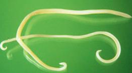 Roundworms © SmithKline Beecham