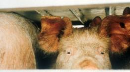 Pigs on a lorry © Andrew Forsyth/RSPCA Photolibrary