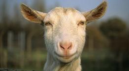 Close-up of a goat © Andrew Forsyth/RSPCA Photolibrary