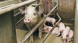 Sow and piglets an a farrowing crate on a European farm © Andrew Forsyth/RSPCA Photolibrary