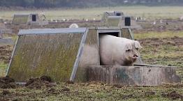 Sow in an outdoor farrowing arc © Andrew Forsyth/RSPCA Photolibrary