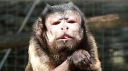 Capuchins Rspca
