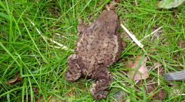 Adult common toad being released into wild © RSPCA