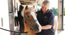 Groom Clare with horse Lulu © Andrew Forsyth/RSPCA Photolibrary