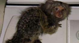 mikey the marmoset rescued at 4 months old © RSPCA