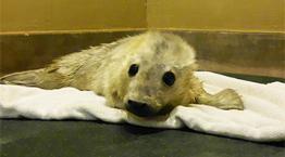 Seal pup at Each Winch Wildlife Centre © RSPCA