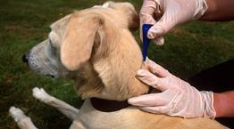 Using flea treatment on dog © RSPCA