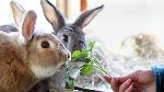 Two rabbits being hand fed © Philip Toscano / RSPCA Photolibrary