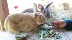 Two rabbits being hand fed in run ©Philip Toscano/RSPCA Photolibrary
