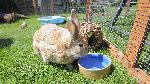 Rabbit drinking from water bowl. Copyright RSPCA