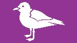 whitepigeon
