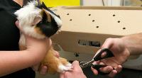 Dierenarts die de klauwen van een cavia knipt © Andrew Forsyth / RSPCA Photolibrary