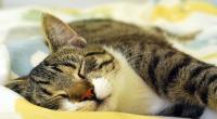 Cat sleeping © Leigh Hyland / RSPCA Australia