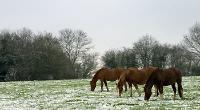 Three Arabian horses standing in a snowy field © Damion Diplock / RSPCA Photolibrary