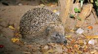 Hedgehog in the wild © Rob Scrivens RSPCA