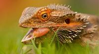 Close up of a bearded dragon © RSPCA