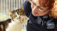 RSPCA volunteer cat cuddler © RSPCA