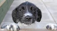 Black and white spaniel puppy in an RSPCA kennel © RSPCA