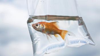 A goldfish in a plastic bag, often given as a prize © iStockphoto