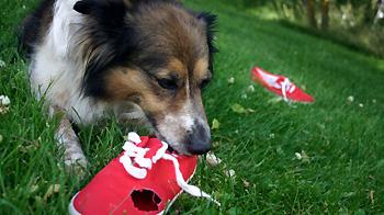 Collie displaying destructive behaviour by chewing on a red shoe © IStock Photo / Darinburt