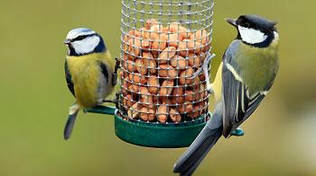 Cenna grande e blu alla mangiatoia in giardino. © iStock