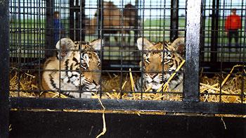 Two circus tigers lying in cage. © Captive Animals' Protection Society www.captiveanimals.org