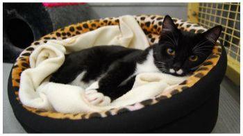 rspca cat bed