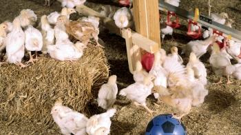 broiler chicken perching inside a chicken farm © RSPCA