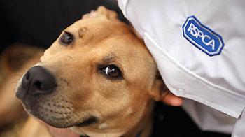 Portrait of a Staffordshire bull terrier © Joe Murphy / RSPCA Photolibrary