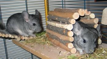 2 chinchillas