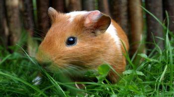 ginger guinea pig for sale