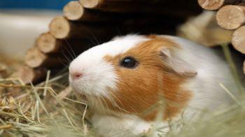 guinea pig nesting material